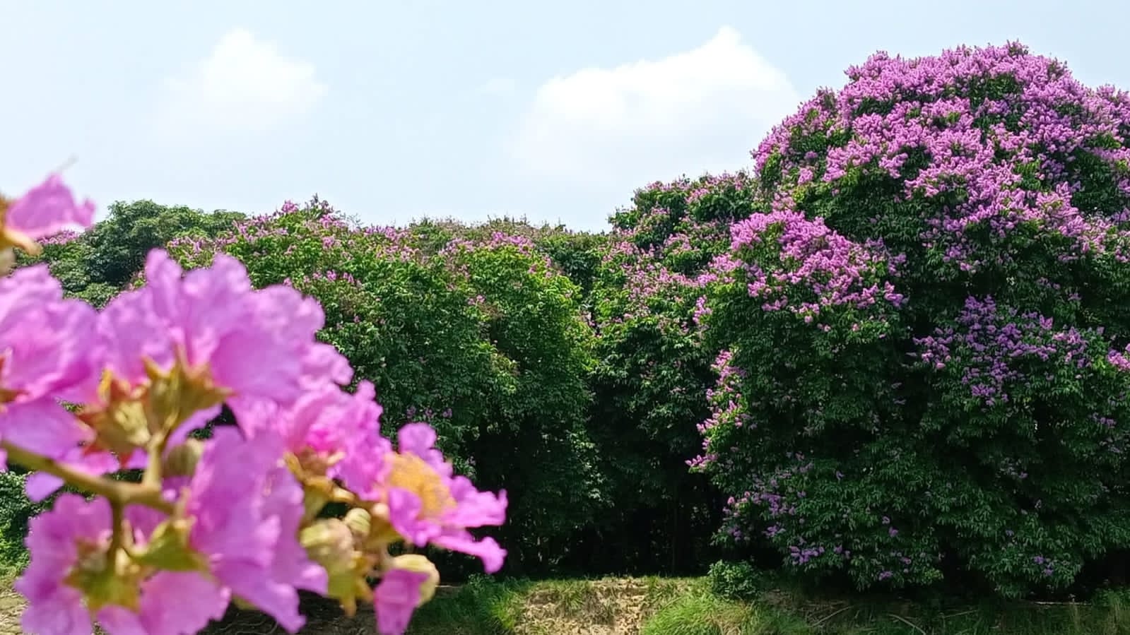 রায়গঞ্জ শহরে কৃষ্ণচুড়া ও জারুল ফুলের রঙিন সমাবেশ