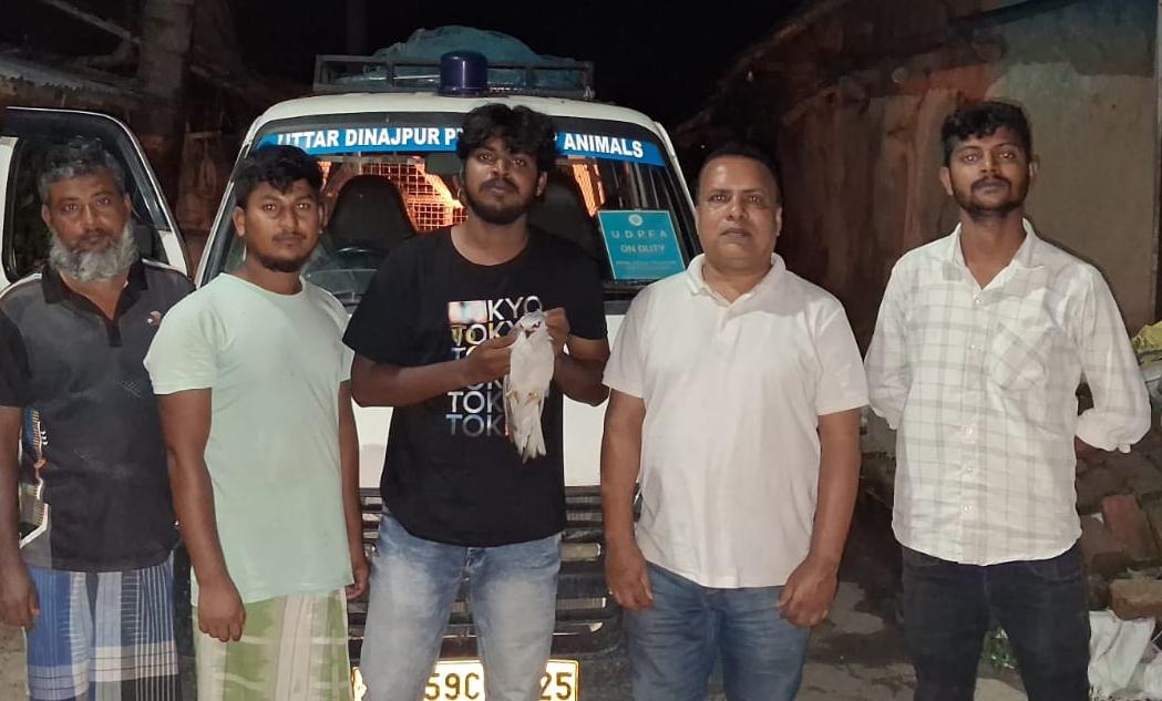 হরিরামপুর থেকে উদ্ধার বিরল ভুবন চিল পাখি