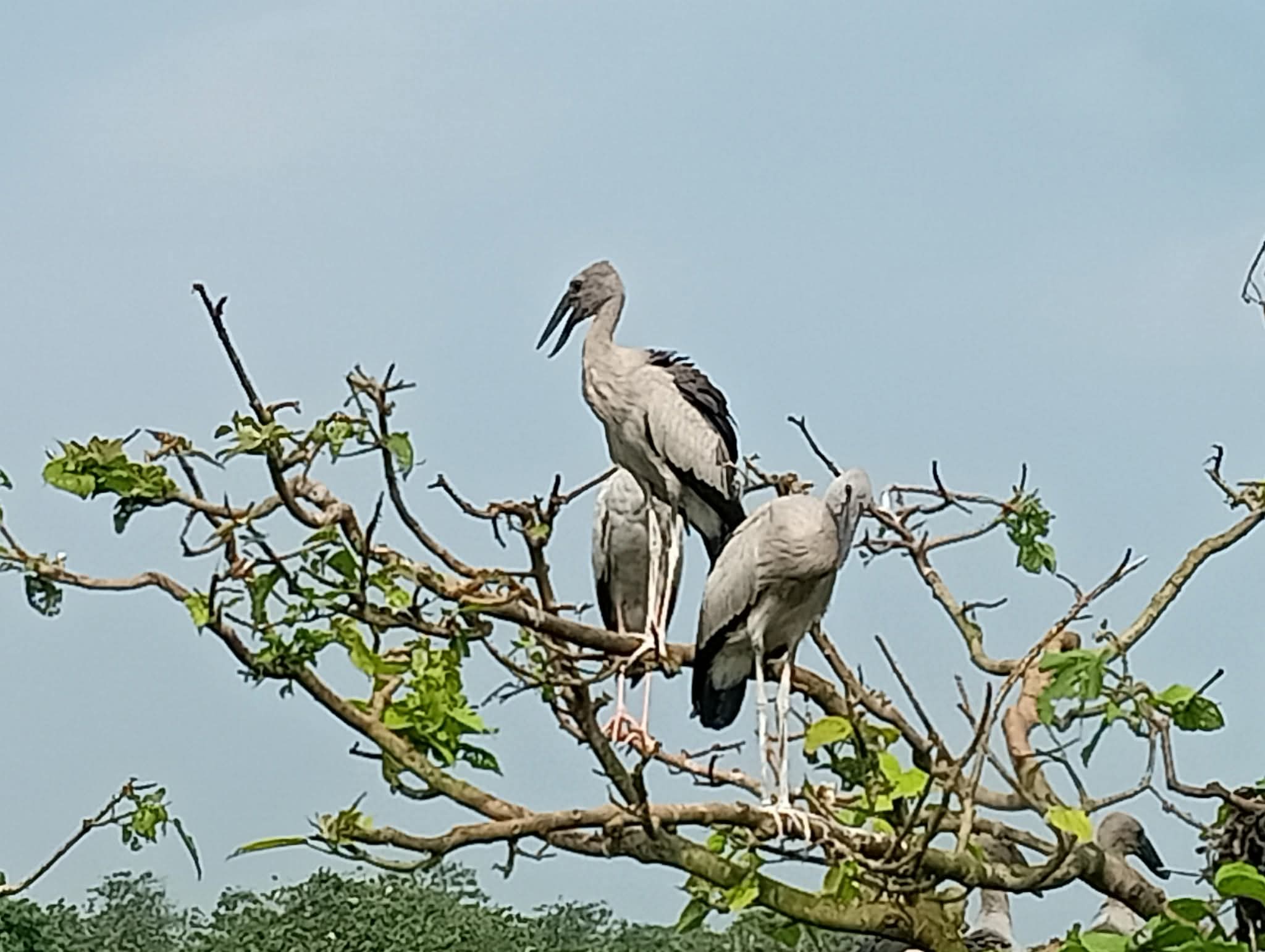 ফিরে যাচ্ছে কুলিকের পরিযায়ী পাখির দল, শূন্যতা রায়গঞ্জের বনাঞ্চলে