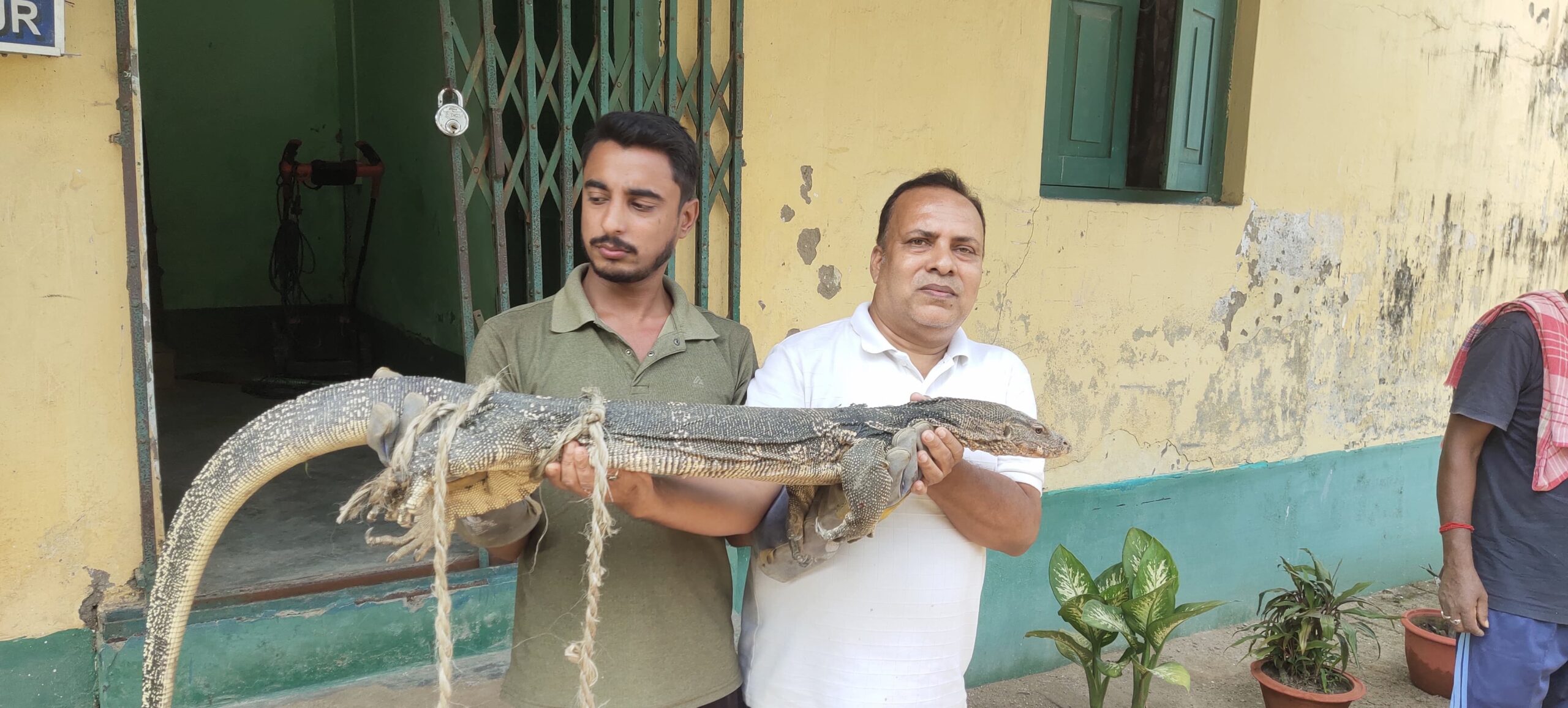 বীজগ্রামে উদ্ধার সাড়ে পাঁচ ফুটের এশিয়ান ওয়াটার মনিটর লিজার্ড